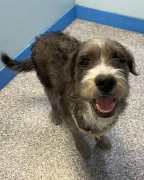 Rescue Labradoodle Dogs for Adoption in Las Vegas, Nevada - Boss | PetCurious