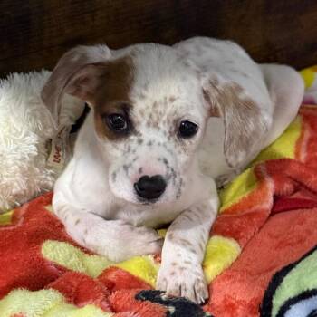 Pointer and Mixed Breed Dogs Available for Adoption in Fredericksburg, Virginia - Cloudy Clair | PetCurious