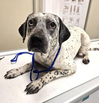 PERDY -  Dalmatian and Mixed Breed Dog for Adoption in Houston, Texas - PERDY | PetCurious