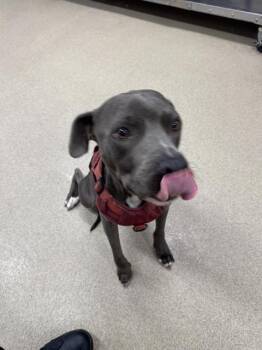 ASTRO -  American Staffordshire Terrier and Mixed Breed Dog for Adoption in Grand Prairie, Texas - ASTRO | PetCurious