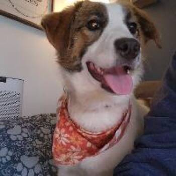 Hound Dogs Available for Adoption in Monticello, New York - Charlie | PetCurious