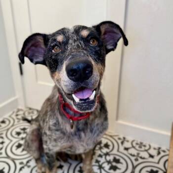 Miller Magic -  Cattle Dog and Mixed Breed Dog for Adoption in Friendswood, Texas - Miller Magic | PetCurious