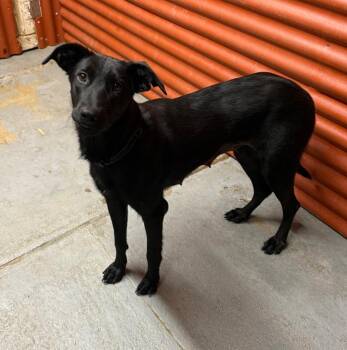 Dolly -  Labrador Retriever Dog for Adoption in Tehachapi, California - Dolly | PetCurious