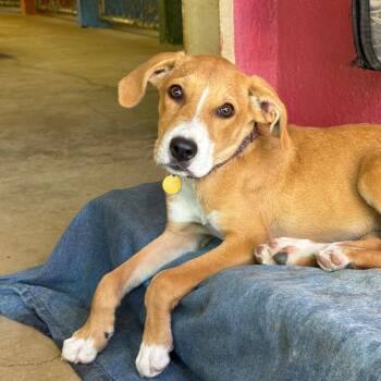 Rescue Labrador Retriever and Hound Dogs for Adoption in San Antonio, Texas - London | PetCurious