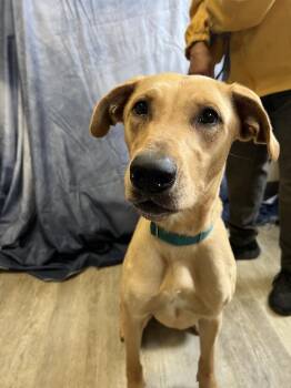 Rescue Yellow Labrador Retriever Dogs for Adoption in Medina, Ohio - Mia-Not Accepting Applications Yet!!! | PetCurious
