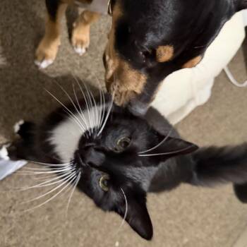 Athena -  Mixed Breed Dog for Adoption in San Francisco, California - Athena | PetCurious