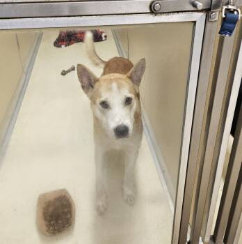 Oscar -  Husky Dog for Adoption in Phoenixville, Pennsylvania - Oscar | PetCurious