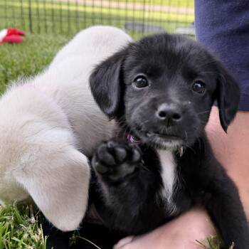 Pepper -  Beagle and Labrador Retriever Dog Available for Adoption - Pepper | PetCurious