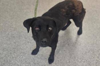 Doxy -  Retriever and Mixed Breed Dog for Adoption in Kansas City, Missouri - Doxy | PetCurious