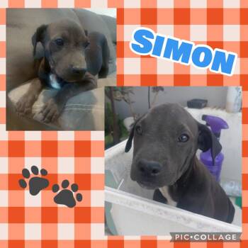 Simon -  Labrador Retriever Dog for Adoption in Ringwood, New Jersey - Simon | PetCurious