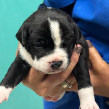 Puppy 2 -  Pit Bull Terrier Dog for Adoption in Chariton, Iowa - Puppy 2 | PetCurious