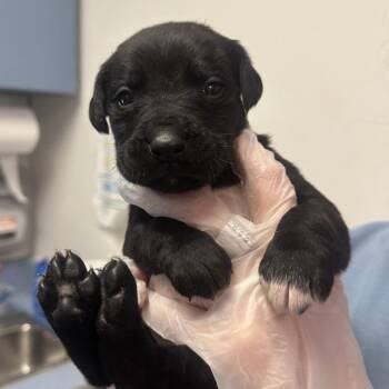 Mixed Breed Dogs Available for Adoption - Frank Langdon | PetCurious