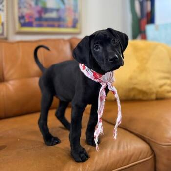 Marley Jo Bay -  Black Labrador Retriever and Labrador Retriever Dog for Adoption in Friendswood, Texas - Marley Jo Bay | PetCurious