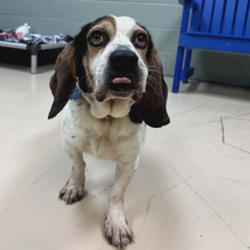Basset Hound and Beagle Dogs Available for Adoption in State College, Pennsylvania - Stewart | PetCurious