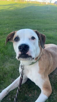 Rescue Pit Bull Terrier Dogs for Adoption in Saint Paul, Minnesota - Lenny **OSCP* | PetCurious