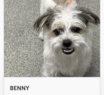 Benny -  Shih Tzu Dog for Adoption in Las Vegas, Nevada - Benny | PetCurious