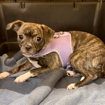 Chihuahua and Pug Dogs Available for Adoption in Woodinville, Washington - Cheyenne | PetCurious