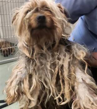 A175694 -  Mixed Breed Dog for Adoption in Santa Fe, New Mexico - A175694 | PetCurious