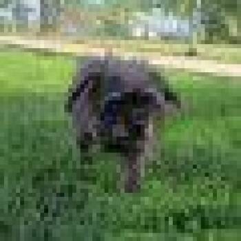 Little Luna -  Terrier Dog for Adoption in Elizabeth, Illinois - Little Luna | PetCurious