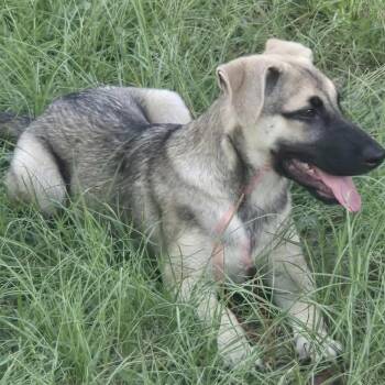 Emmy Lou (20260928-03) -  Labrador Retriever and Shepherd Dog for Adoption in Niagara Falls, Ontario - Emmy Lou (20260928-03) | PetCurious