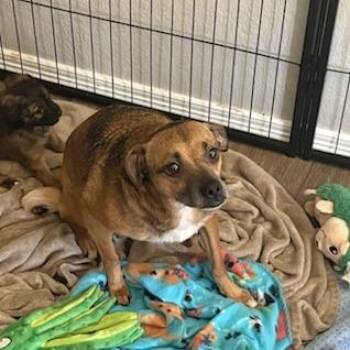 Magnolia -  Mixed Breed Dog for Adoption in Bentonville, Arkansas - Magnolia | PetCurious
