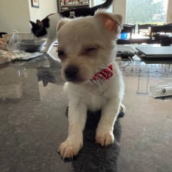 Oscar (red) -  Chihuahua Dog for Adoption in Ferndale, Washington - Oscar (red) | PetCurious