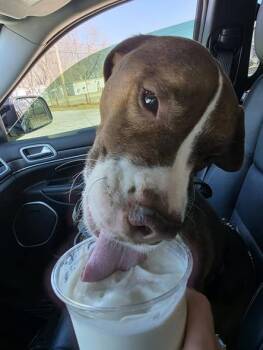 Spaniel Dogs Available for Adoption - CAMERON!! | PetCurious