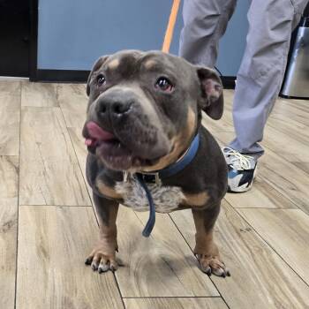 Bambino -  Pit Bull Terrier Dog for Adoption in Newark, New Jersey - Bambino | PetCurious