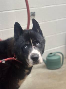 Yogi -  Akita Dog for Adoption in Collierville, Tennessee - Yogi | PetCurious