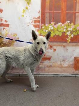 CHLOE -  German Shepherd Dog Dog for Adoption in San Bernardino, California - CHLOE | PetCurious