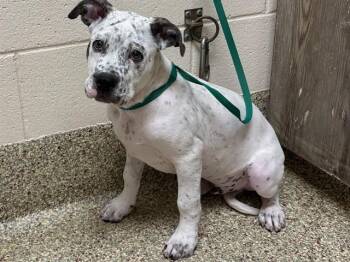 JANGLES -  American Bulldog and Mixed Breed Dog for Adoption in Colorado Springs, Colorado - JANGLES | PetCurious