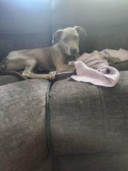 Tofu -  Pit Bull Terrier Dog for Adoption - Tofu | PetCurious