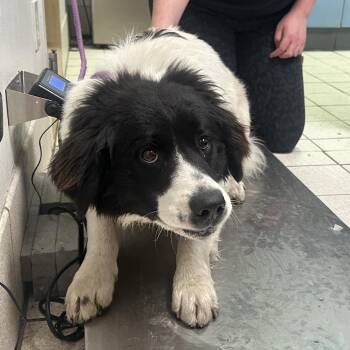 Mixed Breed Dogs Available for Adoption - Bandit | PetCurious