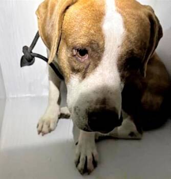 Pit Bull Terrier and Mixed Breed Dogs Available for Adoption - A652477 | PetCurious