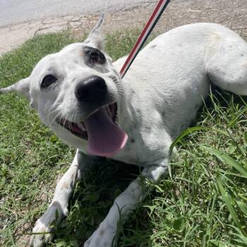 Shepherd Dogs Available for Adoption in Edinburg, Texas - Kristy | PetCurious