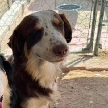 Rigby -  Australian Shepherd Dog for Adoption in Agua Dulce, California - Rigby | PetCurious