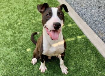 Pit Bull Terrier and Labrador Retriever Dogs Available for Adoption - 911 URGENT! Dyson The Puppy Is Deadline Listed For Jan 28th! Alr | PetCurious