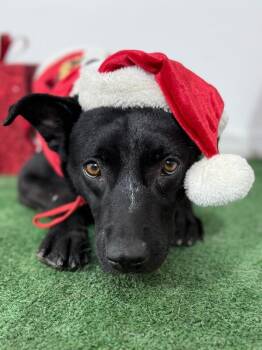 Black Labrador Retriever and Australian Kelpie Dogs Available for Adoption - Snowbelle | PetCurious