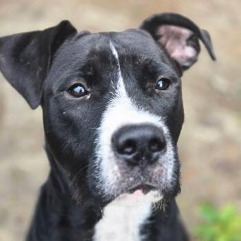 Jake From State Farm -  Great Dane and Schnauzer Dog for Adoption in Quincy, Florida - Jake From State Farm | PetCurious