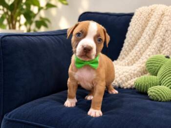 Pooh Bear Randy Chica -  Pit Bull Terrier and American Staffordshire Terrier Dog for Adoption in Friendswood, Texas - Pooh Bear Randy Chica | PetCurious