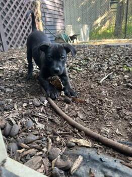 Nickel -  Mixed Breed Dog for Adoption in Hobart, Indiana - Nickel | PetCurious