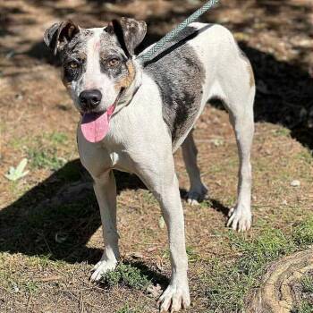 Rescue Terrier Dogs for Adoption in Martinsburg, West Virginia - Elmore | PetCurious