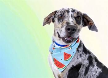 WAYLON -  Catahoula Leopard Dog and Mixed Breed Dog for Adoption in Fort Lauderdale, Florida - WAYLON | PetCurious