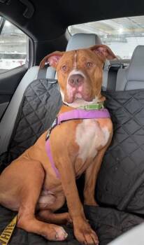 ALDEAN -  American Bulldog and Mixed Breed Dog for Adoption in Doral, Florida - ALDEAN | PetCurious