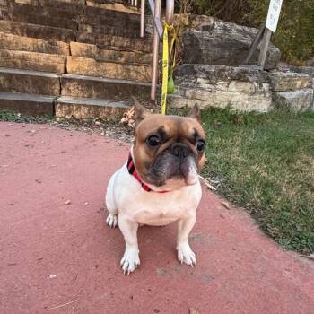 Helen -  French Bulldog Dog for Adoption in Rochester, Minnesota - Helen | PetCurious