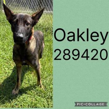 OAKLEY -  Belgian Shepherd Malinois and Mixed Breed Dog for Adoption in Macon, Georgia - OAKLEY | PetCurious