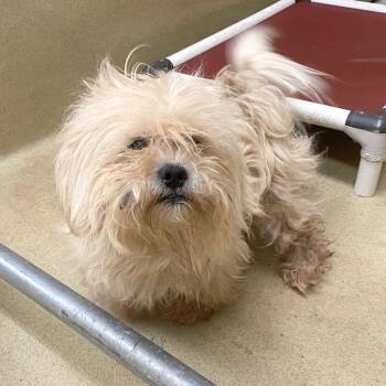 Evan -  Maltese Dog for Adoption in Monroe, Georgia - Evan | PetCurious