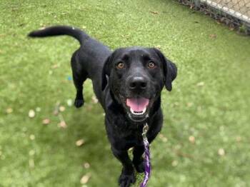 Lowridin` Larry -  Retriever and Basset Hound Dog for Adoption in Gainesville, Florida - Lowridin` Larry | PetCurious