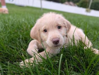 Winnie -  Labradoodle Dog for Adoption - Winnie | PetCurious