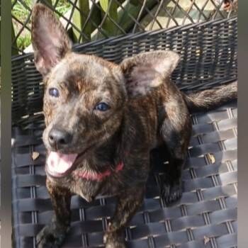 Taz -  Chihuahua Dog for Adoption in Coldwater, Michigan - Taz | PetCurious